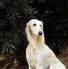 Picture of Saluki against fir tree looking sad