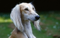 Picture of saluki against grass background