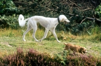 Picture of saluki and norfolk terrier trotting along a path