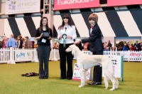 Picture of Saluki and young handler after winning stakes competition at Crufts