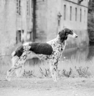 Picture of saluki at castle at Havixbeck, germany in 1955