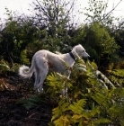 Picture of saluki behind fern leaves