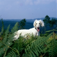 Picture of saluki behind green ferns