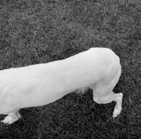 Picture of saluki, ch burydown freyha, 