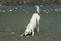 Picture of saluki doing play bow on the beach