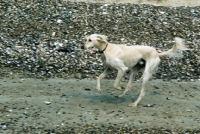 Picture of saluki from burydown galloping on the beach