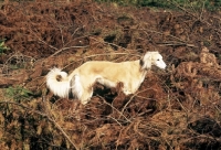 Picture of saluki from burydown in bracken