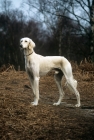 Picture of saluki from burydown in the woods