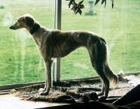 Picture of saluki from burydown looking out of french window