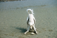 Picture of saluki from burydown, play bow  with a stone on the beach