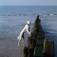 Picture of Saluki from Burydown standing up on breakwater