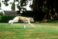 Picture of saluki galloping across lawn carrying ball