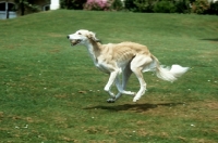 Picture of saluki galloping across lawn carrying ball