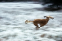 Picture of saluki galloping in snow