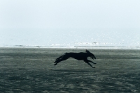 Picture of saluki galloping on beach