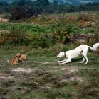 Picture of saluki geldara amrita and chalkyfield  norfolk terriers  playing 