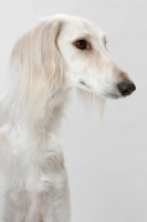 Picture of Saluki, head study in studio