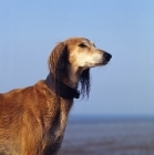 Picture of saluki head study with sea background