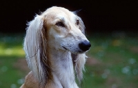 Picture of saluki head study