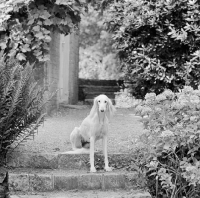 Picture of Saluki in garden