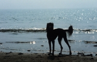 Picture of saluki in silhouette on beach