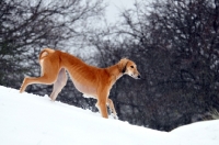 Picture of Saluki in snow