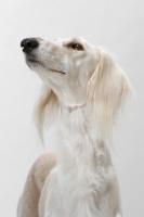 Picture of Saluki in studio, looking up