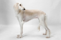 Picture of Saluki in studio, side view