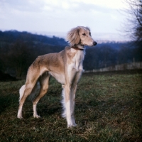 Picture of saluki in the wind