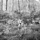 Picture of saluki in the woods with bracken