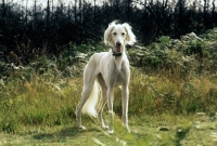 Picture of saluki in the woods