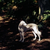 Picture of saluki in woodland