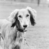 Picture of saluki looking at camera