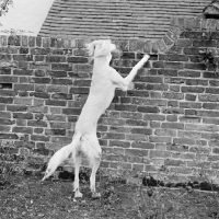 Picture of saluki looking over a wall