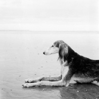 Picture of saluki lying on the beach