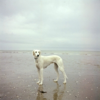 Picture of saluki on beach