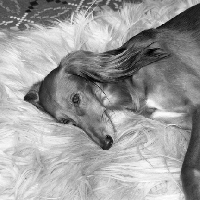 Picture of saluki on rug