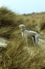 Picture of saluki on sand dunes