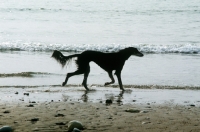 Picture of saluki on the beach in silhouette