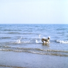 Picture of saluki playing in the sea