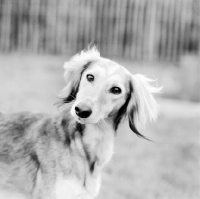 Picture of saluki portrait