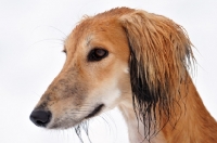 Picture of Saluki portrait