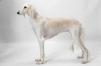 Picture of Saluki posed in studio