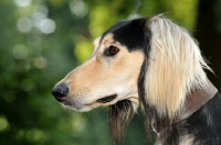 Picture of Saluki profile