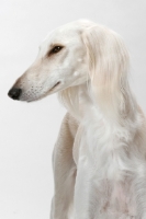 Picture of Saluki profile