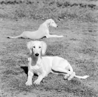 Picture of saluki puppies from burydown kennels