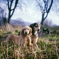 Picture of saluki puppies from windswift kennels in stubble field