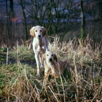 Picture of saluki puppies from windswift kennels in stubble field