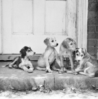 Picture of saluki puppies on a doorstep