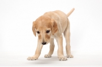 Picture of Saluki puppy looking down